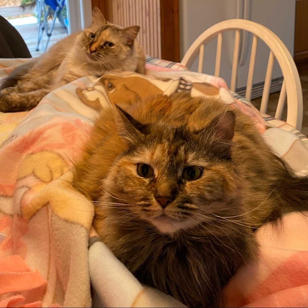 my cats